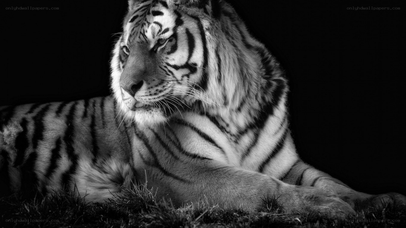 tiger in black and white