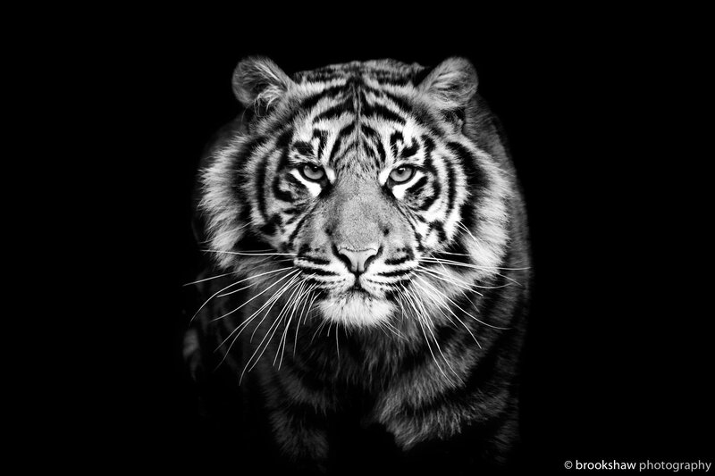 Tiger in Black and White — Dramatic
