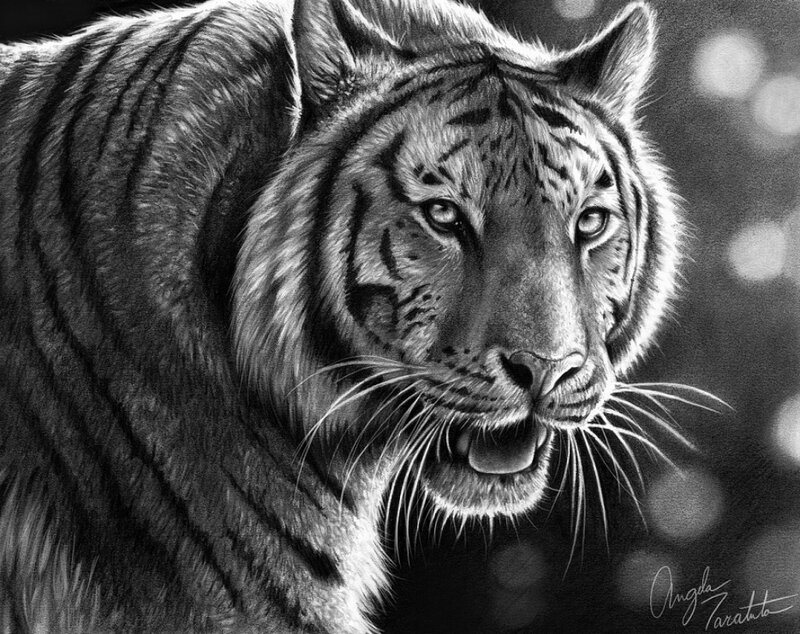Tiger in Black and White — Intense, Illustration