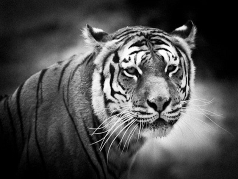 Tiger in Black and White — Intense