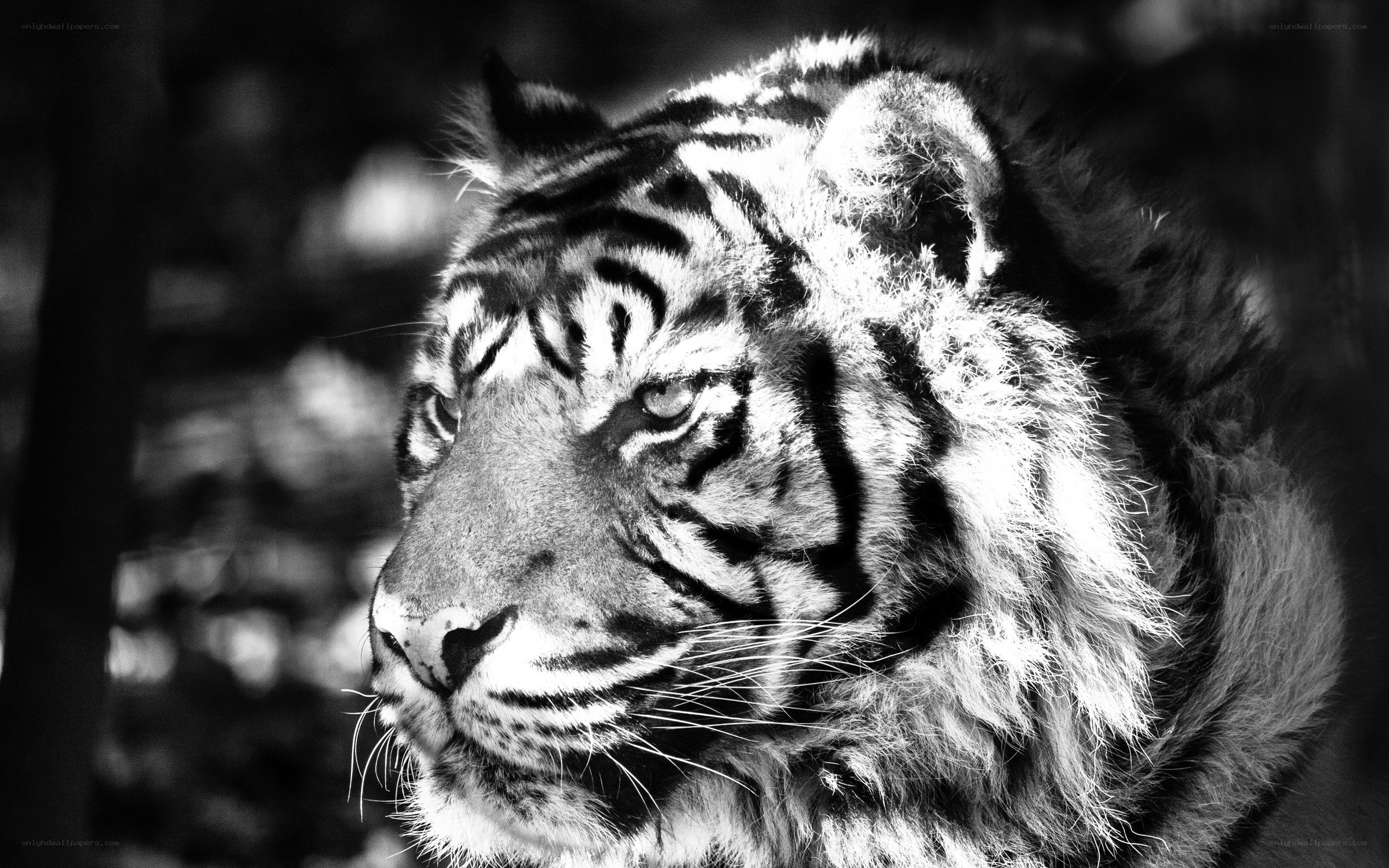 tiger in black and white