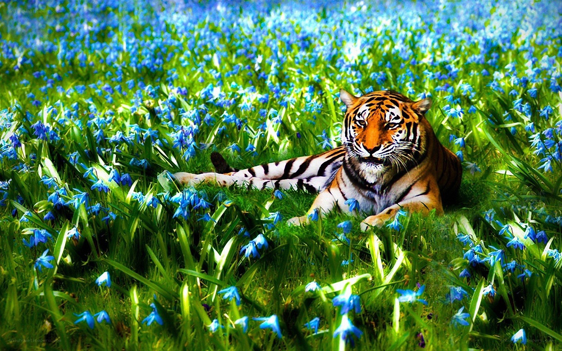 Tiger in blue flower field