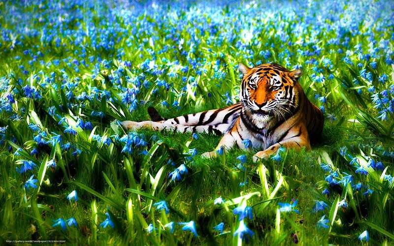 tiger in blue flower field