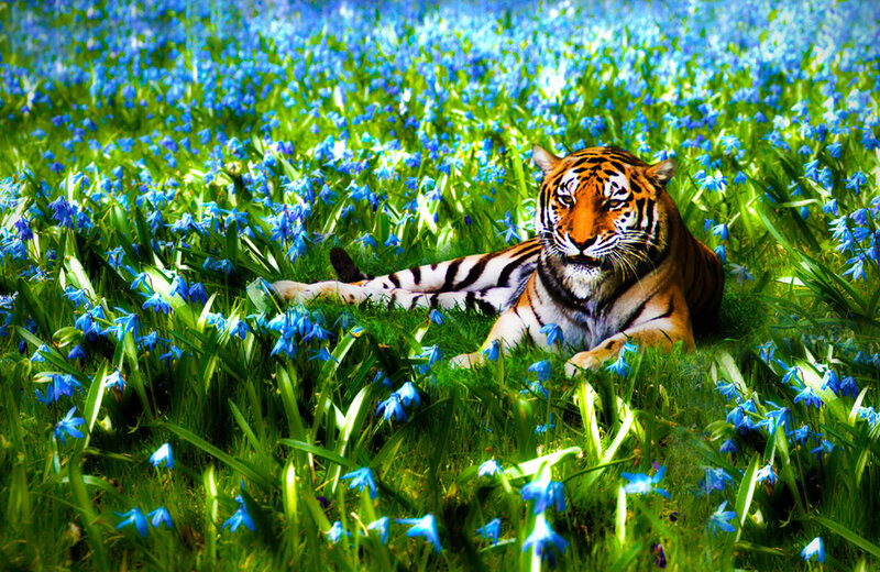 Tiger in Blue Flowers — Serene