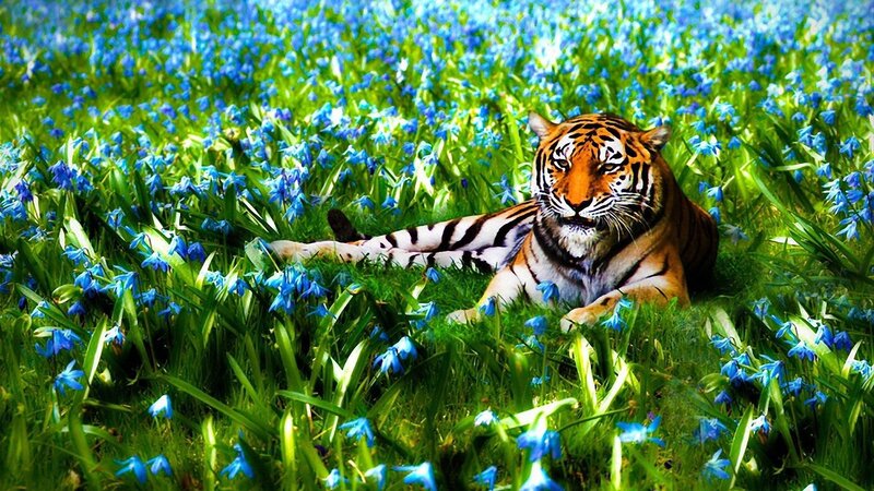Tiger in Blue Flowers