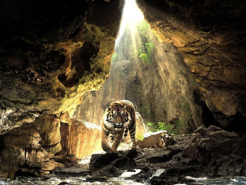 Tiger in Cave — Brown, Dramatic, Afternoon