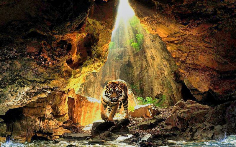 Tiger in Cave