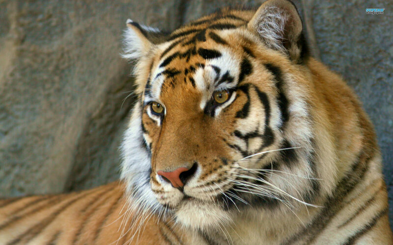Tiger in Close-up — Orange, Calm