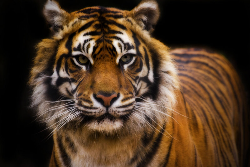 Tiger in Close-up — Orange, Intense, Photograph, Stripes, Whiskers