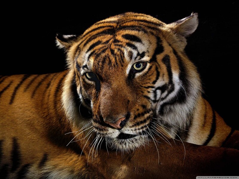 Tiger in Close-up — Orange, Intense, Photograph