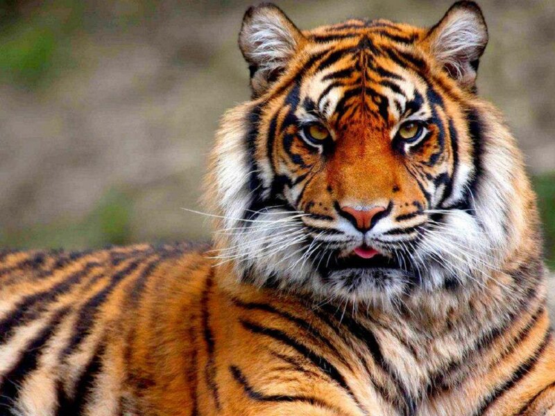 Tiger in Close-up — Orange, Intense