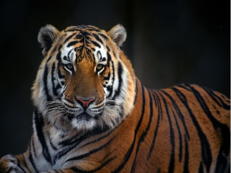Tiger in Close-up — Orange