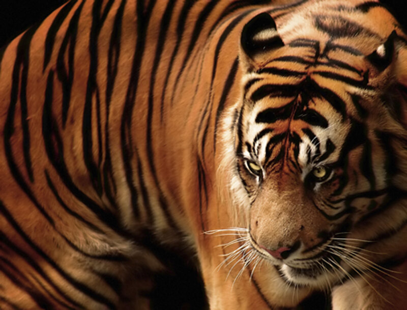 tiger in close-up view