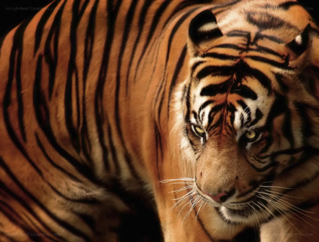 tiger in close-up view