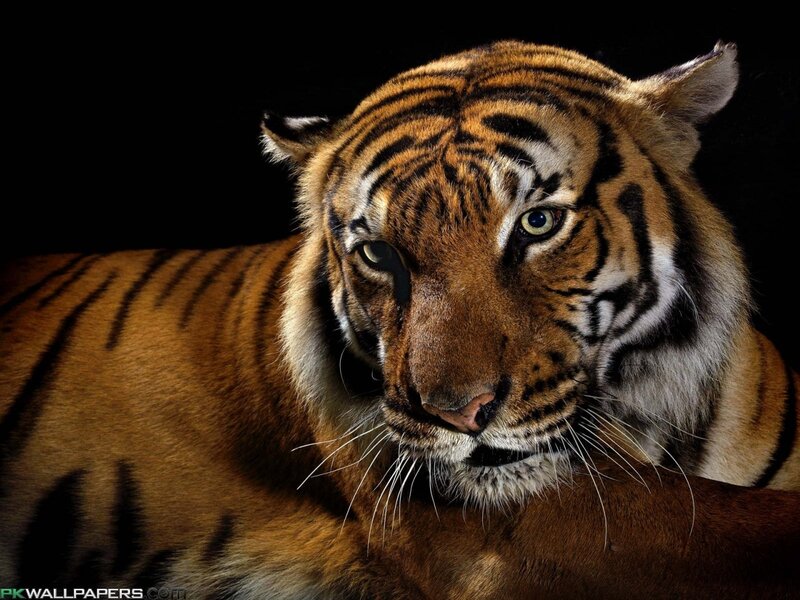 Tiger in Dark Background — Orange, Intense