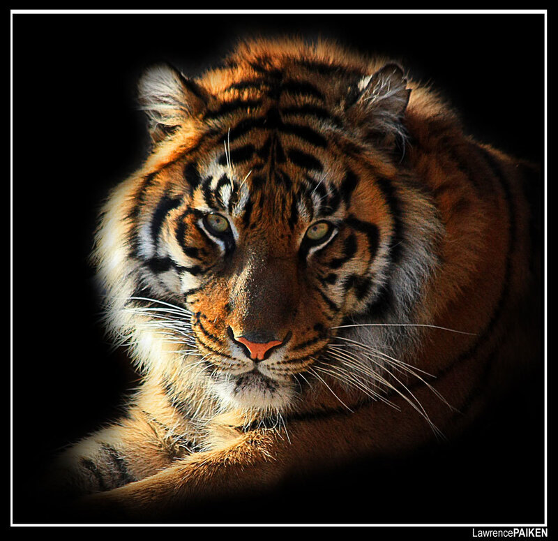Tiger in Dark Background — Orange