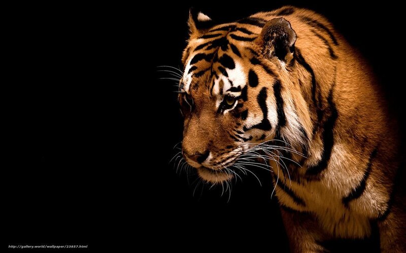 tiger in dark background