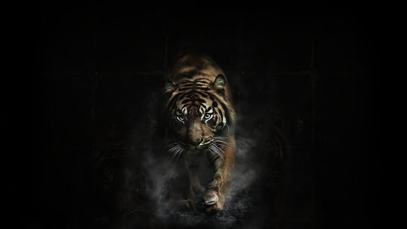 Tiger in Dark Fog