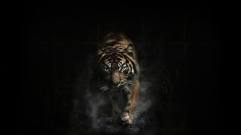 Tiger in Dark Room