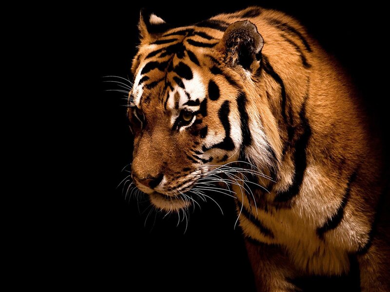 tiger in dark setting