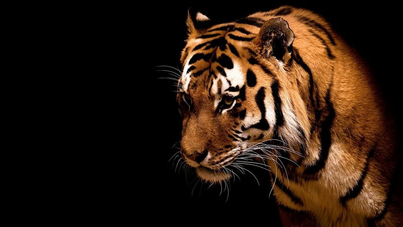 tiger in dark setting