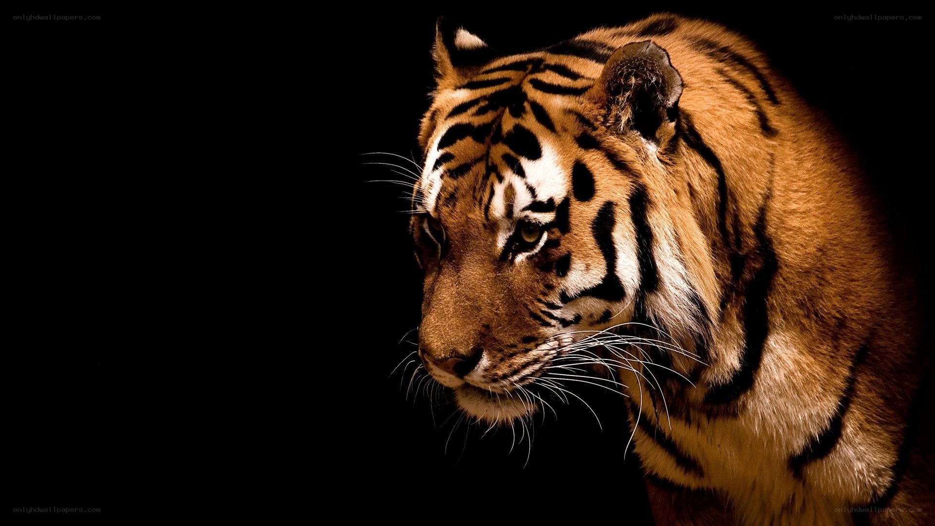 tiger in dark setting