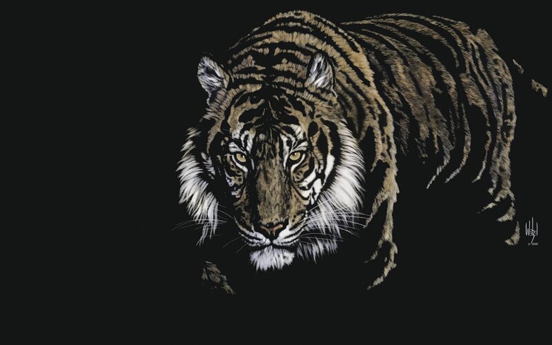 Tiger in Dark Setting — Black, Dramatic