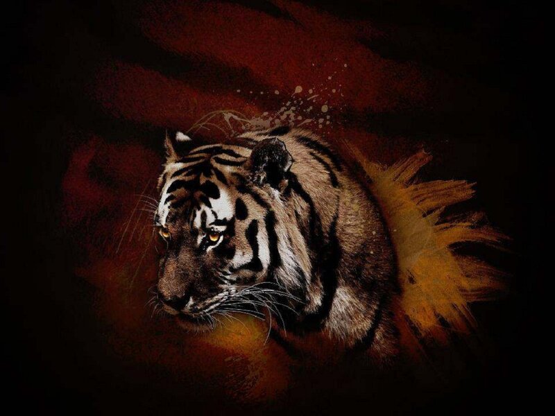 Tiger in Dark Setting — Black