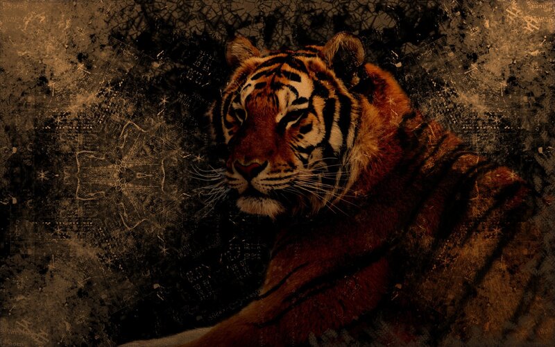 Tiger in Dark Setting — Brown, Dramatic