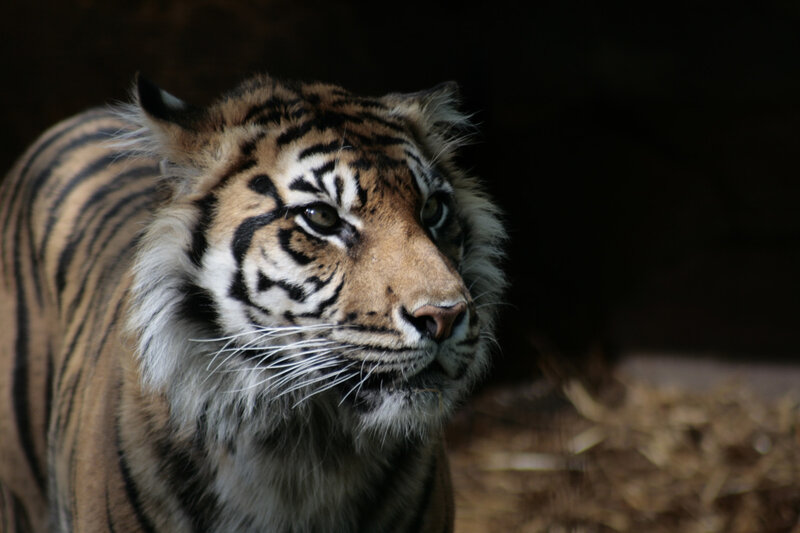 Tiger in Dark Setting — Brown