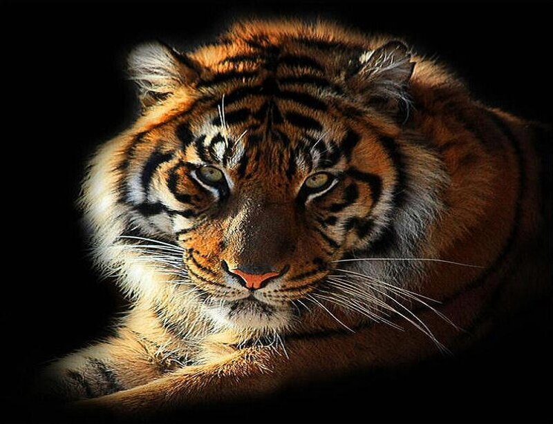 Tiger in Dark Setting — Orange, Dramatic, Photograph