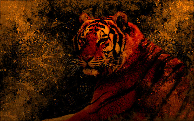 Tiger in Dark Setting — Orange, Dramatic