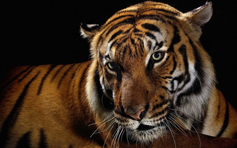 Tiger in Dark Setting — Orange, Intense, Photograph