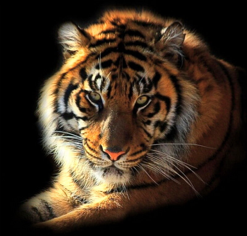Tiger in Dark Setting — Orange, Intense