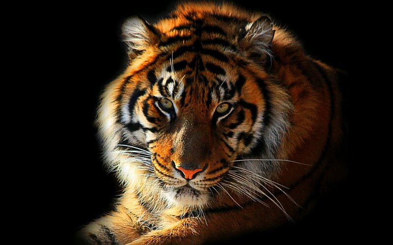 Tiger in Dark Setting — Orange