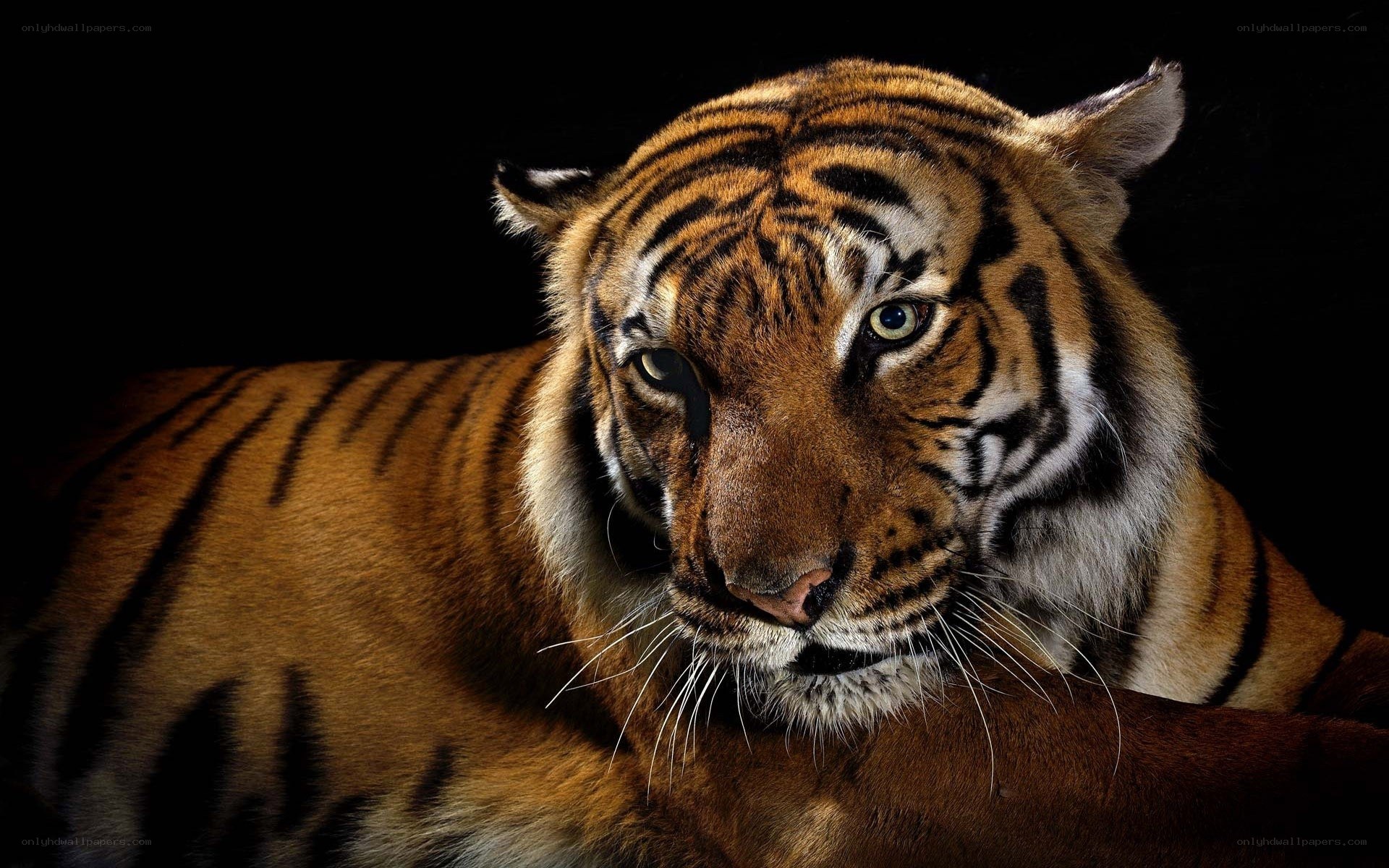 Tiger in dark setting