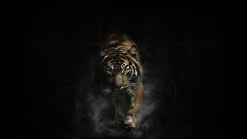 Tiger in Dark Tunnel