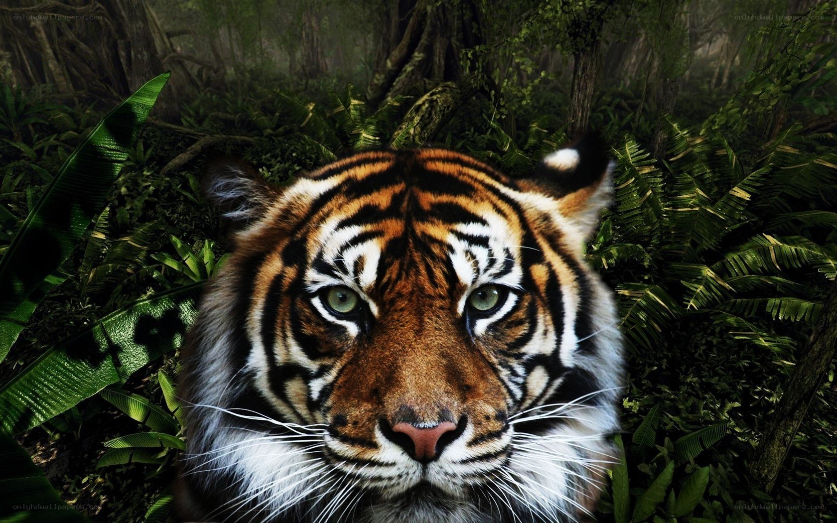 Tiger in dense jungle