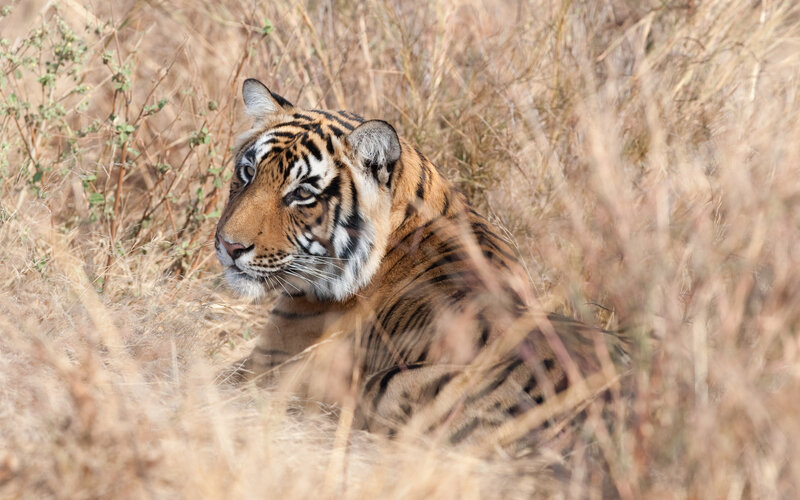 Tiger in Dry Grass — Brown, Alert