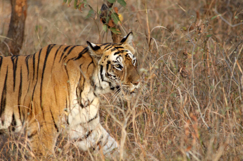 Tiger in Dry Grass — Brown