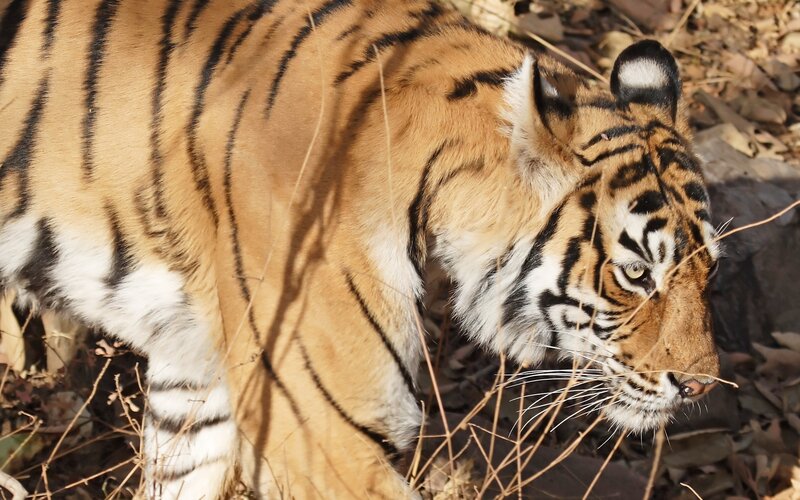 Tiger in Dry Grass — Orange