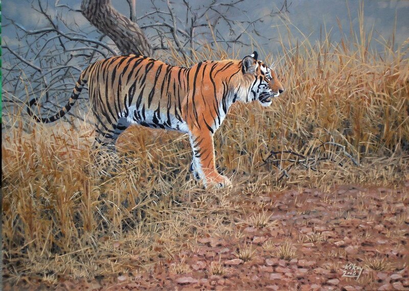Tiger in dry grassland