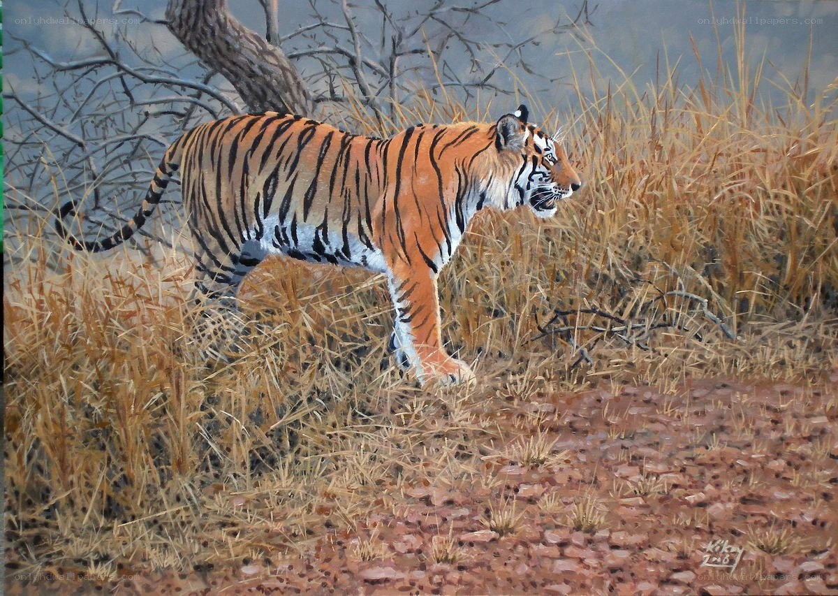 Tiger in dry grassland