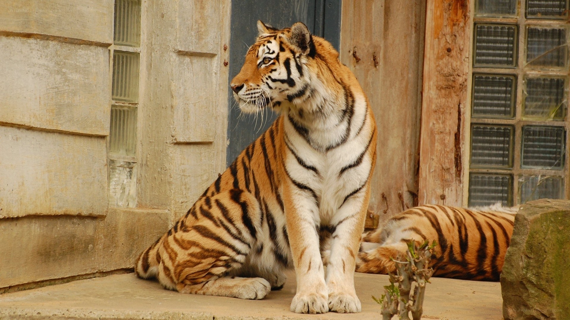 Tiger in enclosure