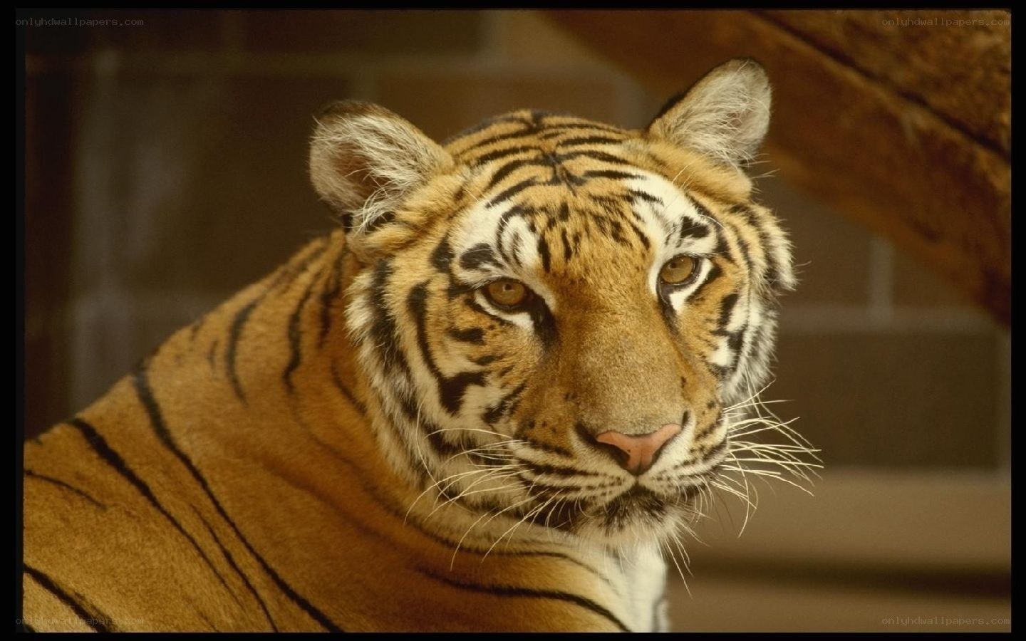 tiger in enclosure