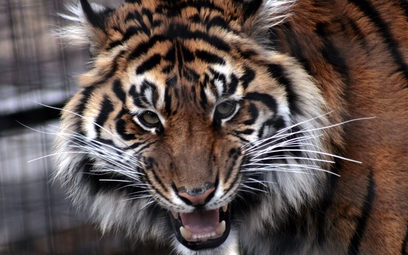tiger in enclosure