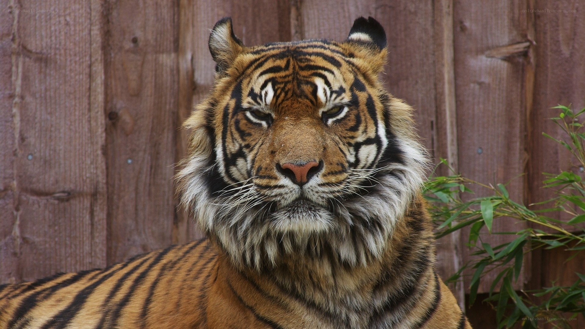tiger in enclosure