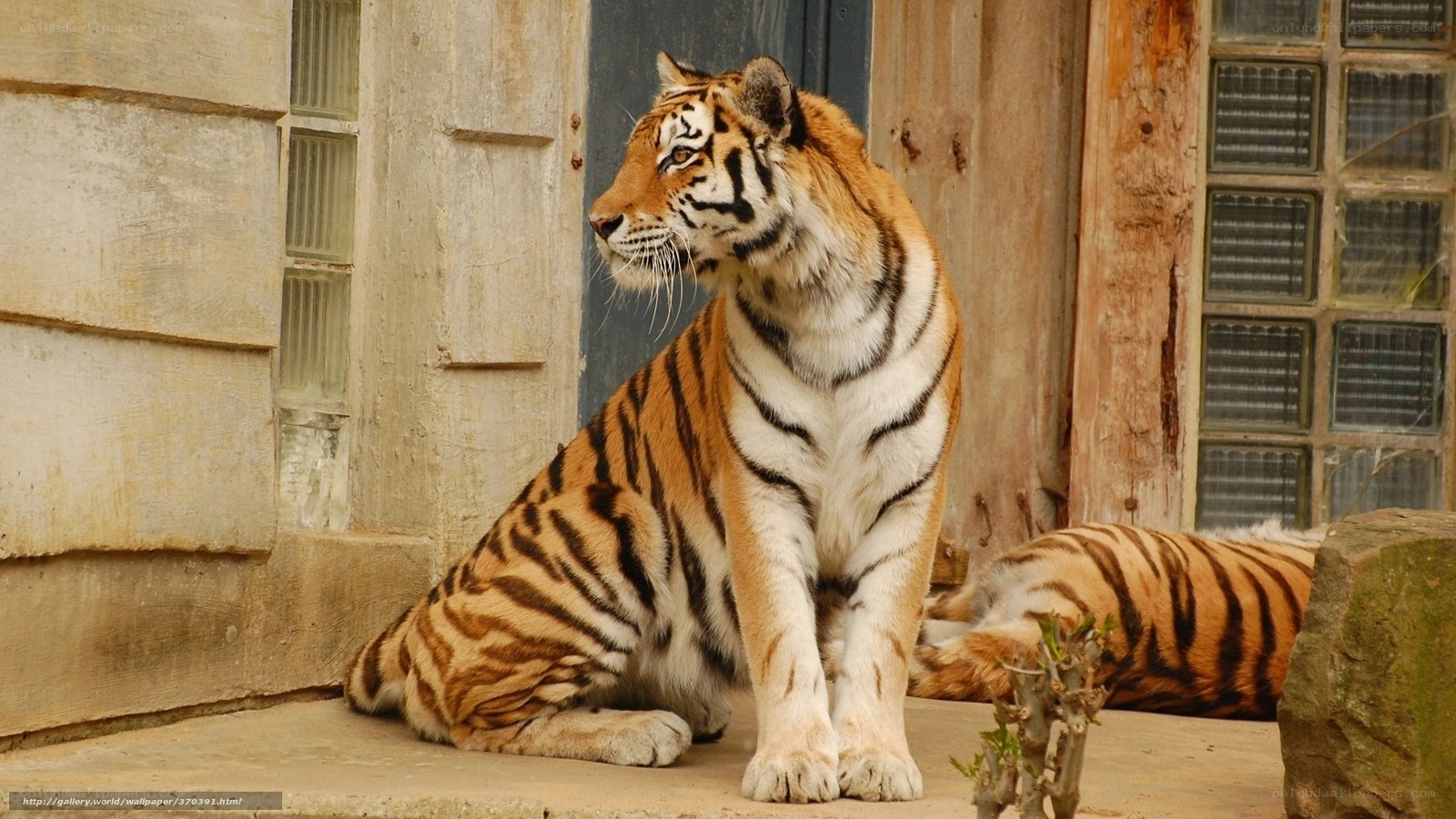 tiger in enclosure