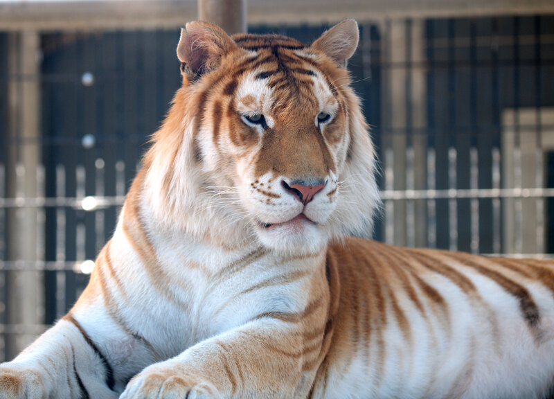 tiger in enclosure