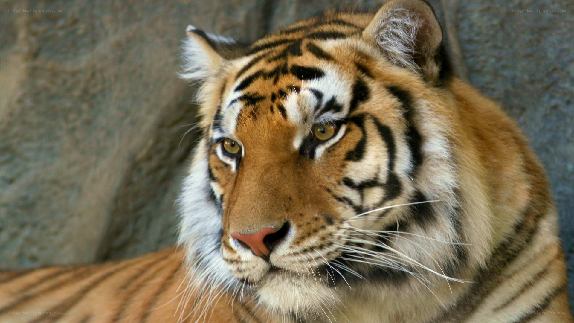 tiger in enclosure